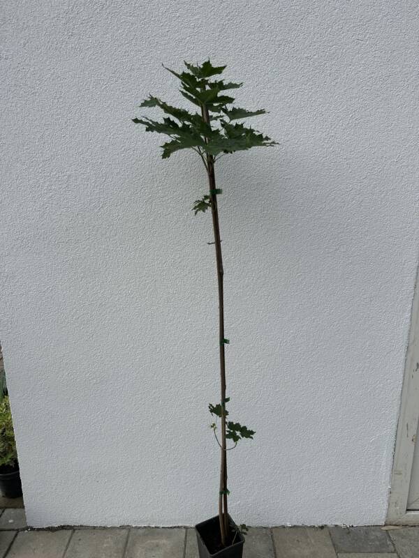 Korai juhar - Acer platanoides - Image 3