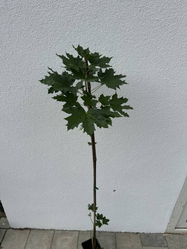 Korai juhar - Acer platanoides