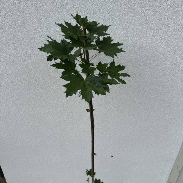 Korai juhar - Acer platanoides