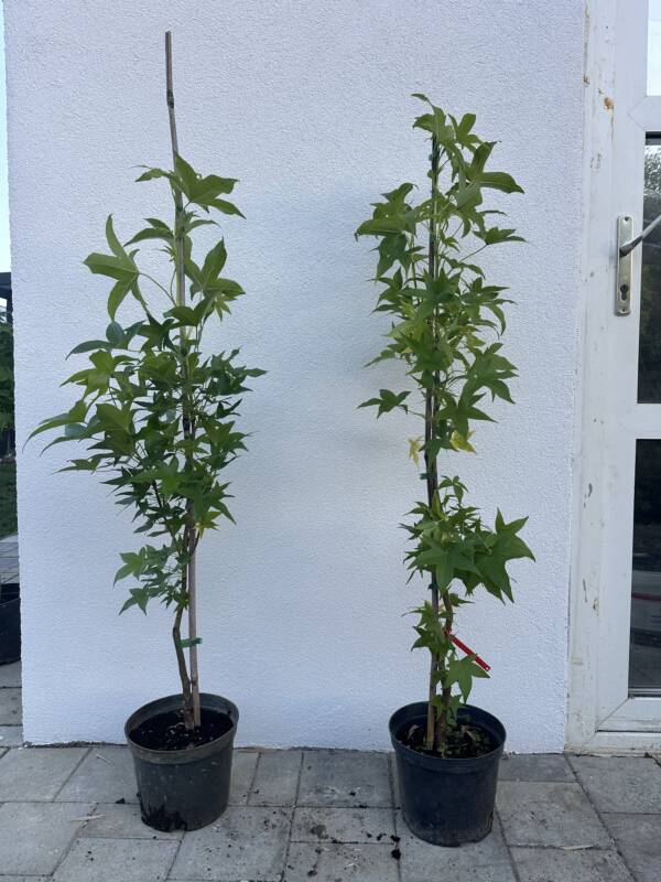 Oszlopos ámbrafa - Liquidambar styraciflua 'Slender Silhouette'