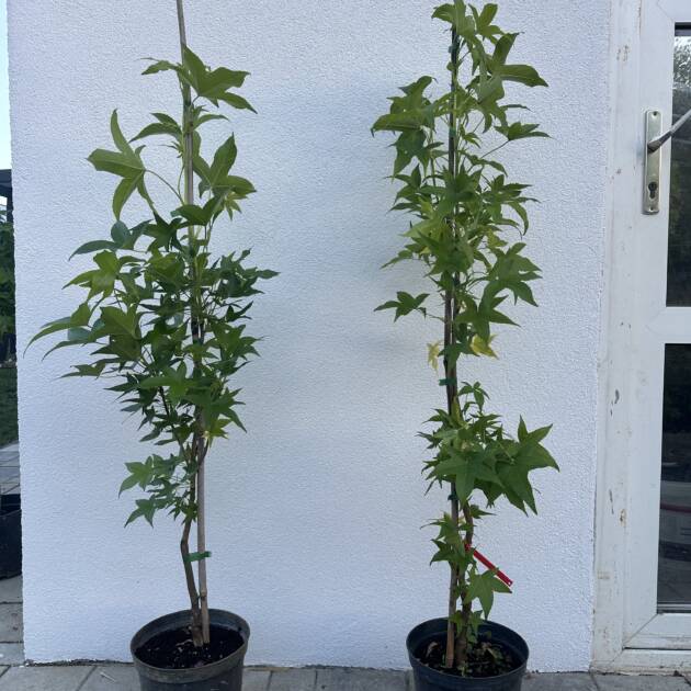 Oszlopos ámbrafa - Liquidambar styraciflua 'Slender Silhouette'