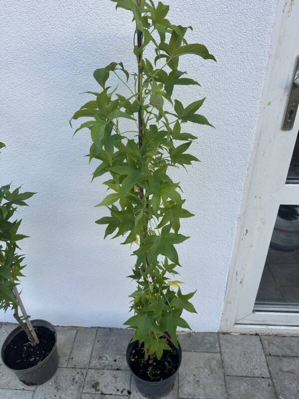 Oszlopos ámbrafa - Liquidambar styraciflua 'Slender Silhouette' - Image 3