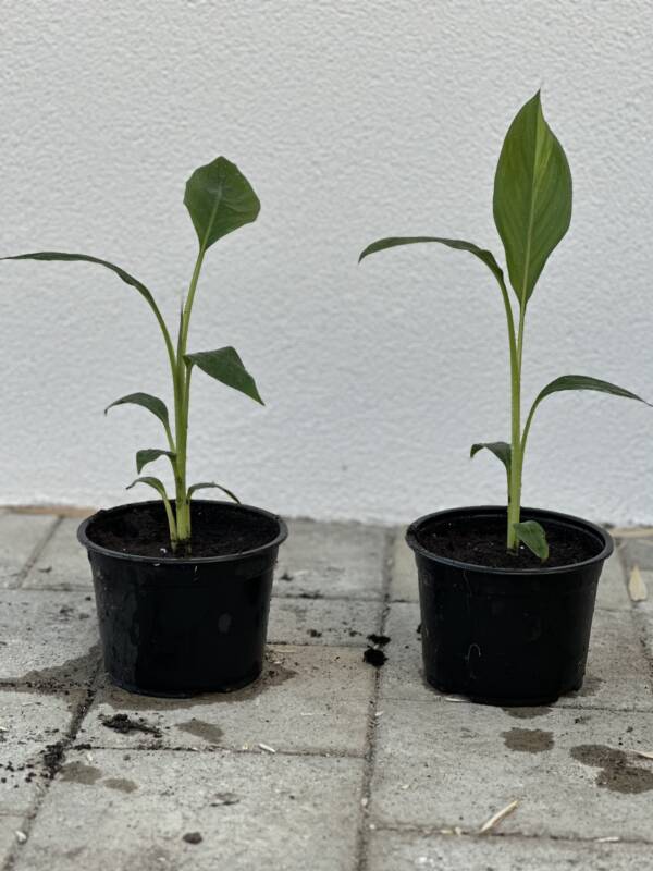 Fagytütő banán - Musa sikkimensis 'Manipur Massive' - Image 2