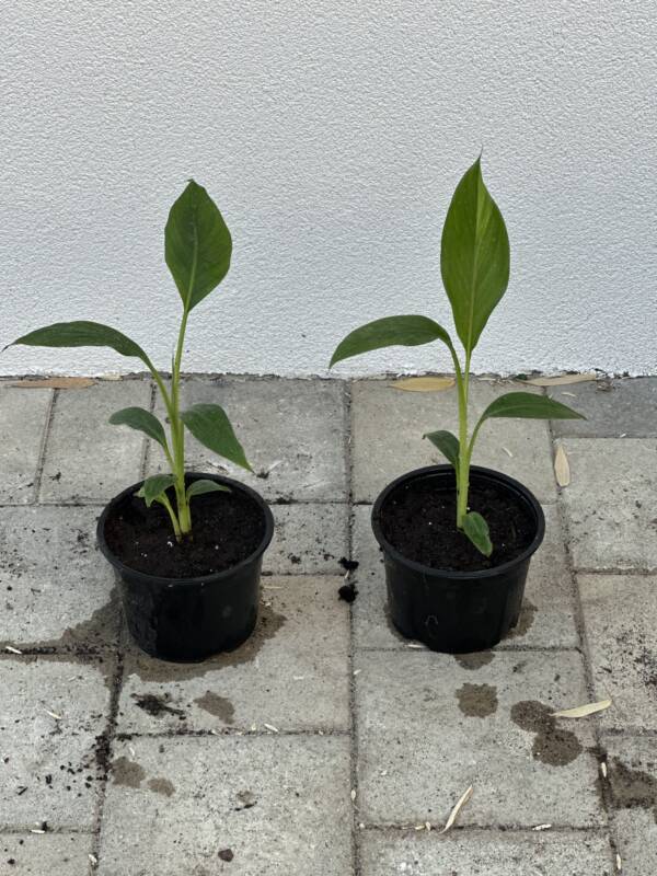 Fagytütő banán - Musa sikkimensis 'Manipur Massive'