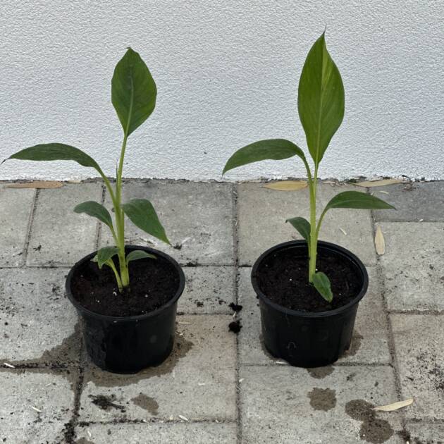Fagytütő banán - Musa sikkimensis 'Manipur Massive'