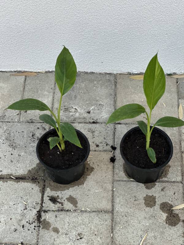 Fagytütő banán - Musa sikkimensis 'Manipur Massive' - Image 3