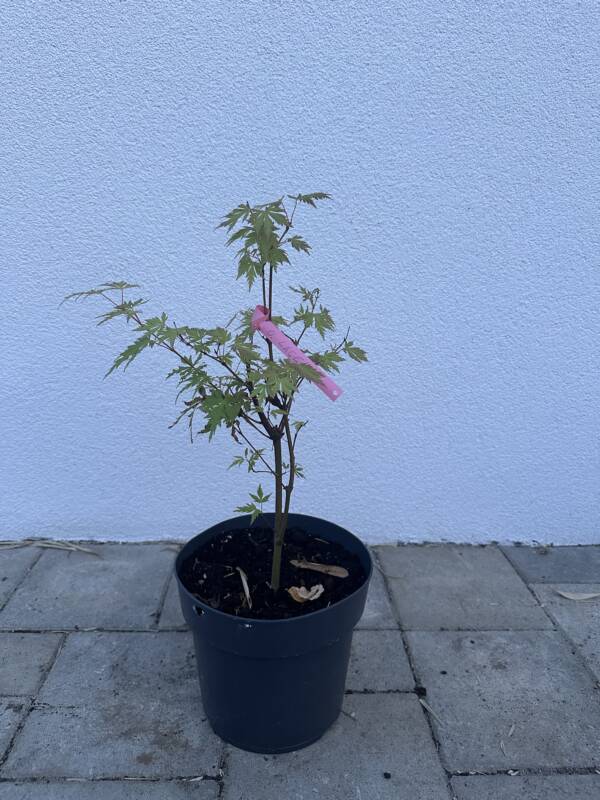 Acer palmatum 'Orange lace' - Image 2
