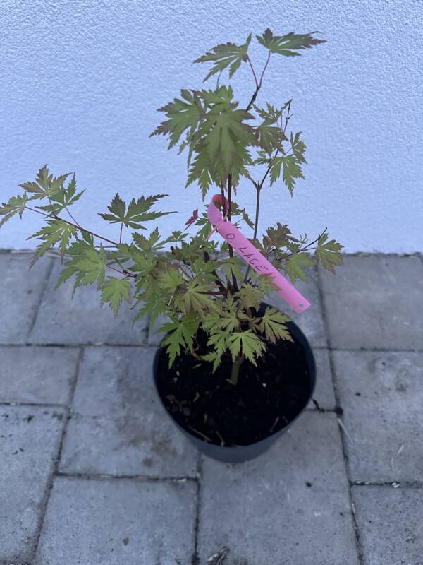 Acer palmatum 'Orange lace'