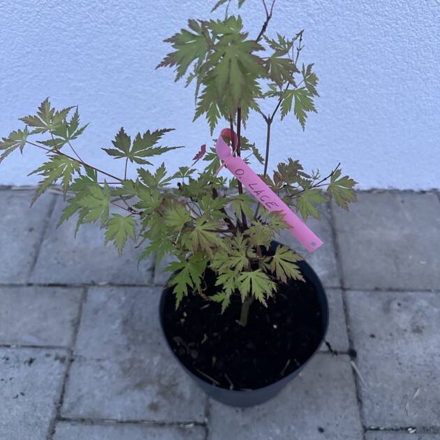 Acer palmatum 'Orange lace'