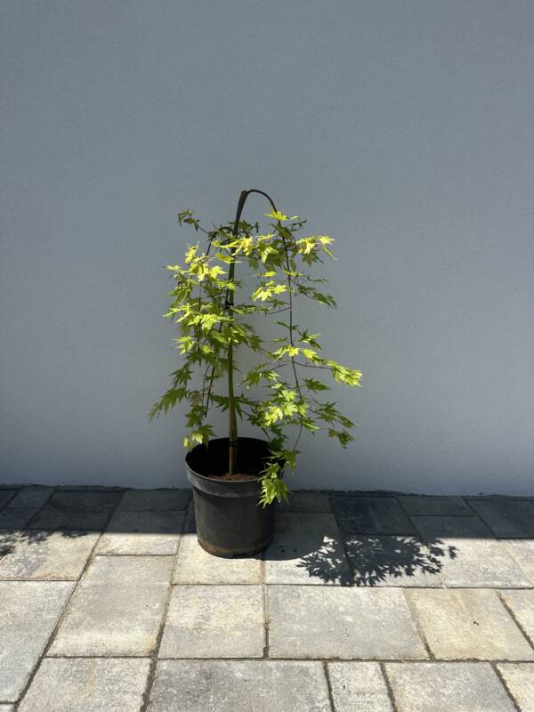 Acer palmatum 'Cascade Gold' - Image 2