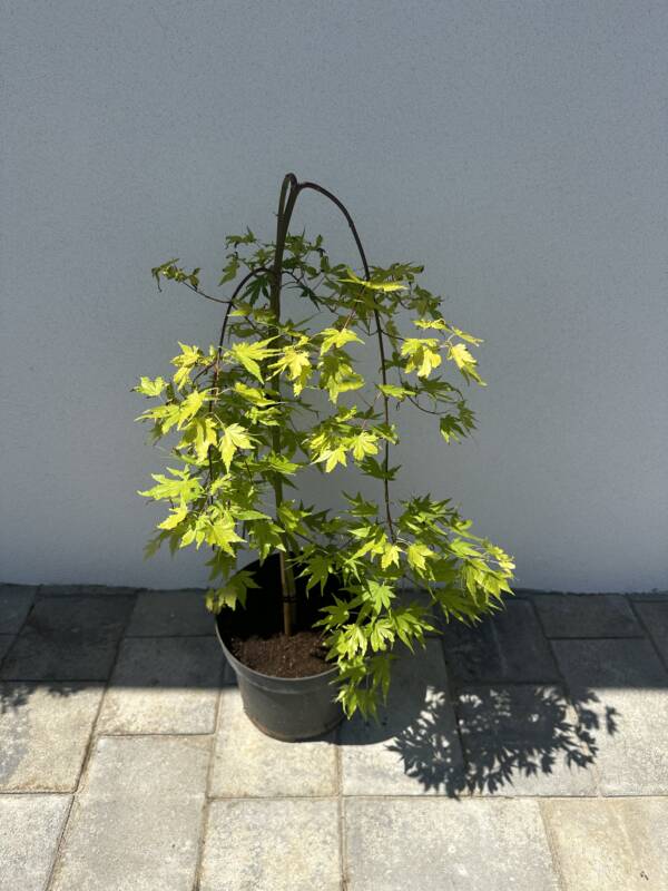 Acer palmatum 'Cascade Gold' - Image 3