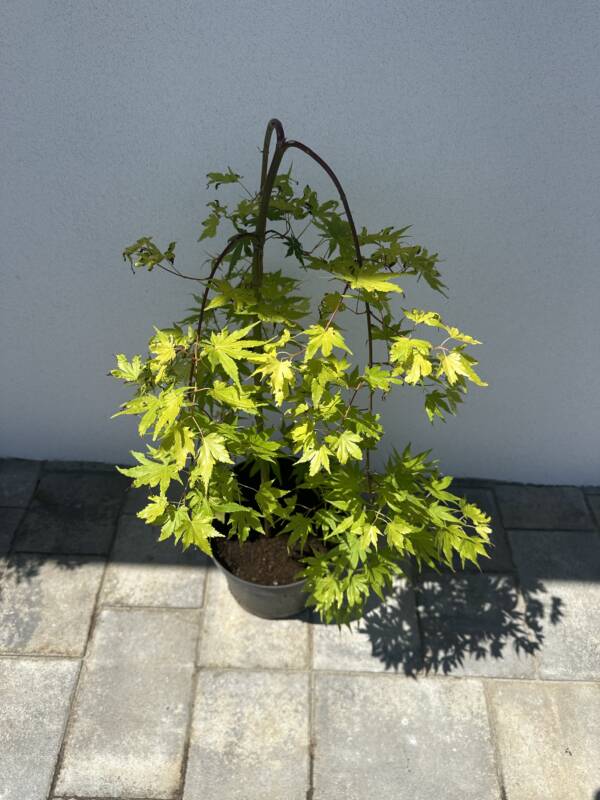 Acer palmatum 'Cascade Gold'