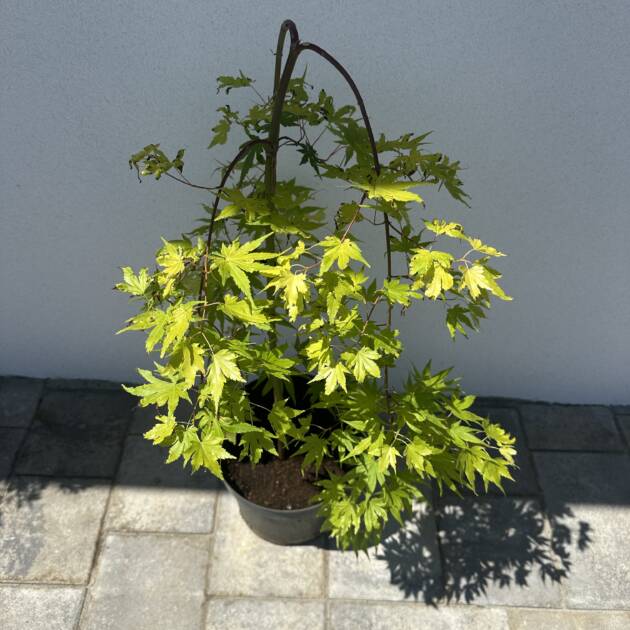 Acer palmatum 'Cascade Gold'