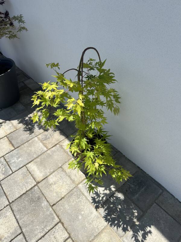 Acer palmatum 'Cascade Gold' - Image 4