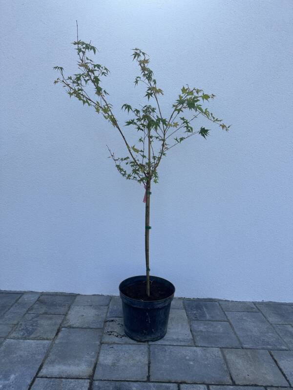 Acer palmatum 'Katsura' (törzses)