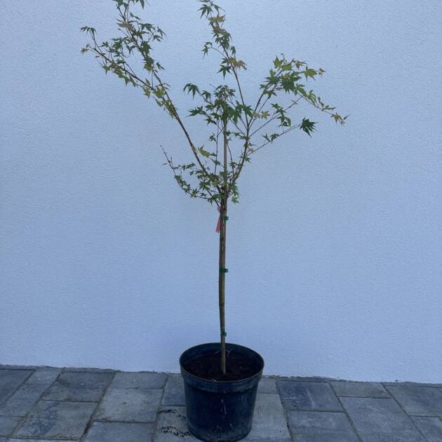 Acer palmatum 'Katsura' (törzses)