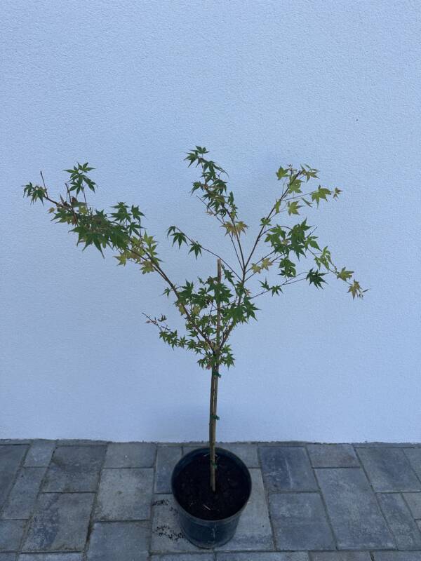 Acer palmatum 'Katsura' (törzses) - Image 3