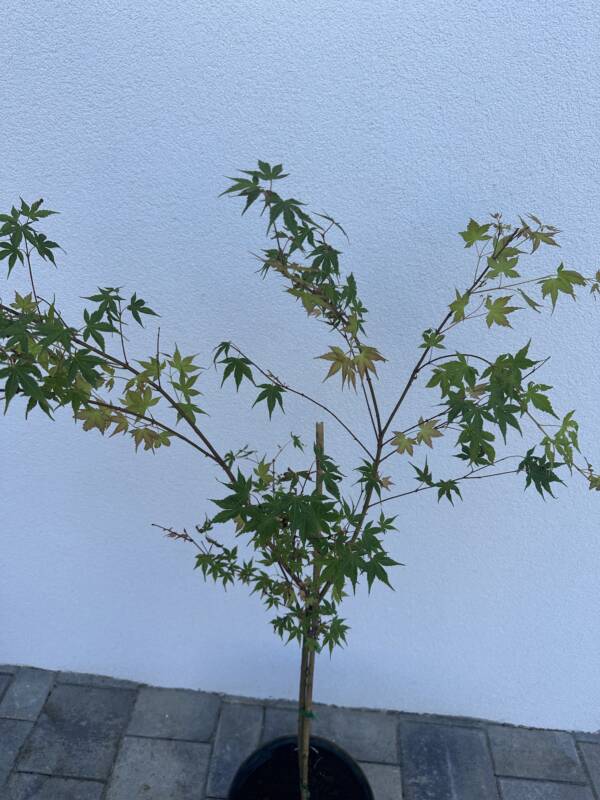 Acer palmatum 'Katsura' (törzses) - Image 2
