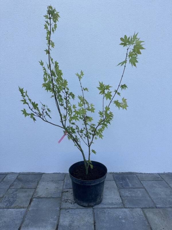 Acer palmatum 'Katsura'