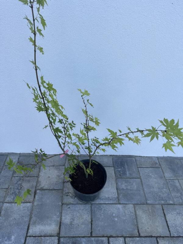 Acer palmatum 'Katsura' - Image 2