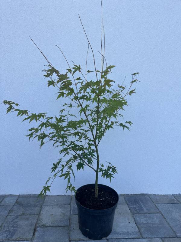 Acer palmatum 'Asagi nishiki' - Image 2