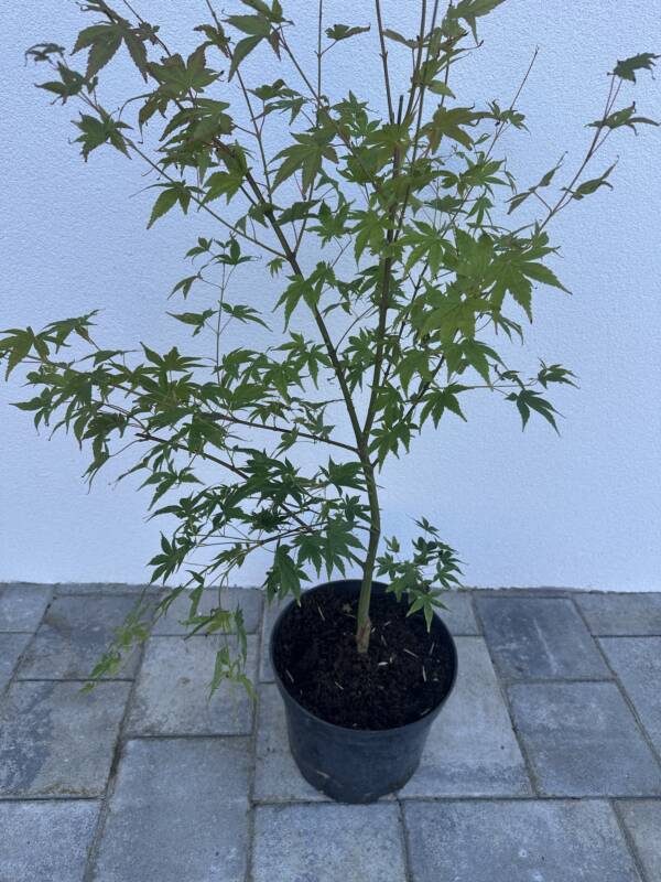 Acer palmatum 'Asagi nishiki'