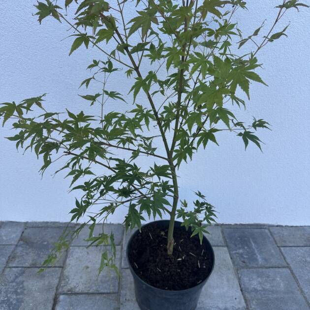 Acer palmatum 'Asagi nishiki'