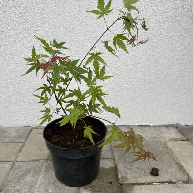 Acer palmatum 'Phoenix'