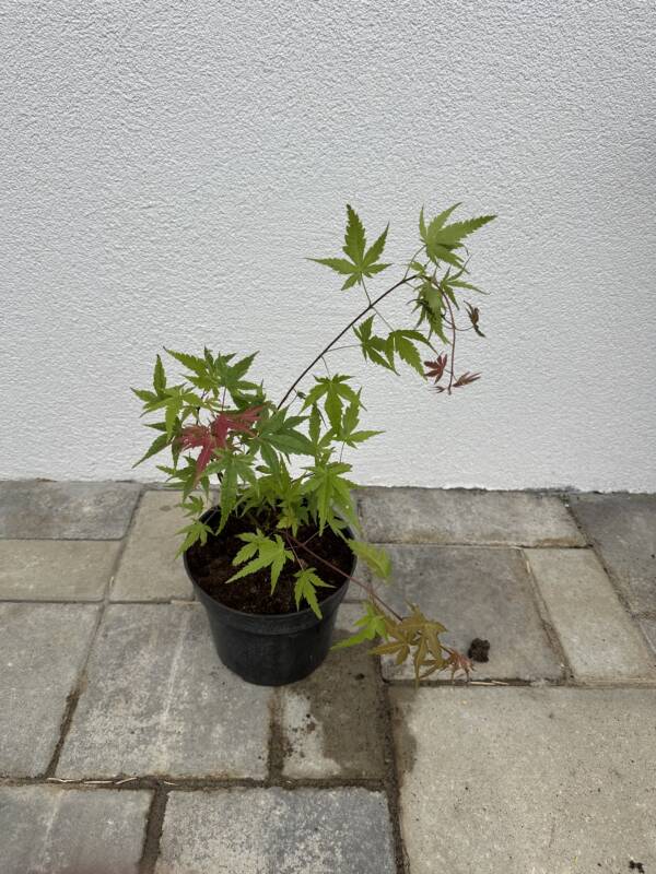 Acer palmatum 'Phoenix' - Image 2