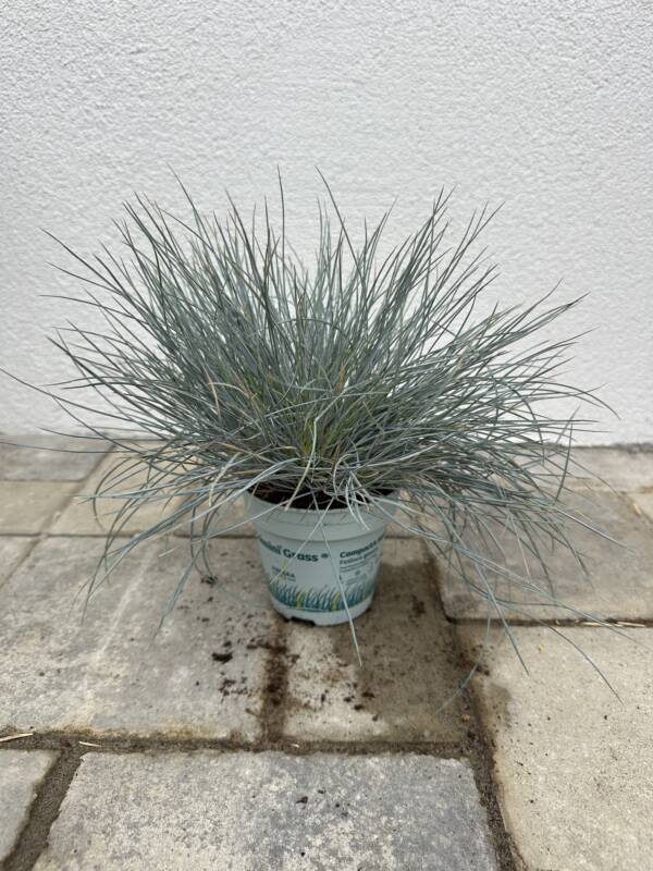 Deres csenkesz - Festuca glauca 'Compacta Blue'