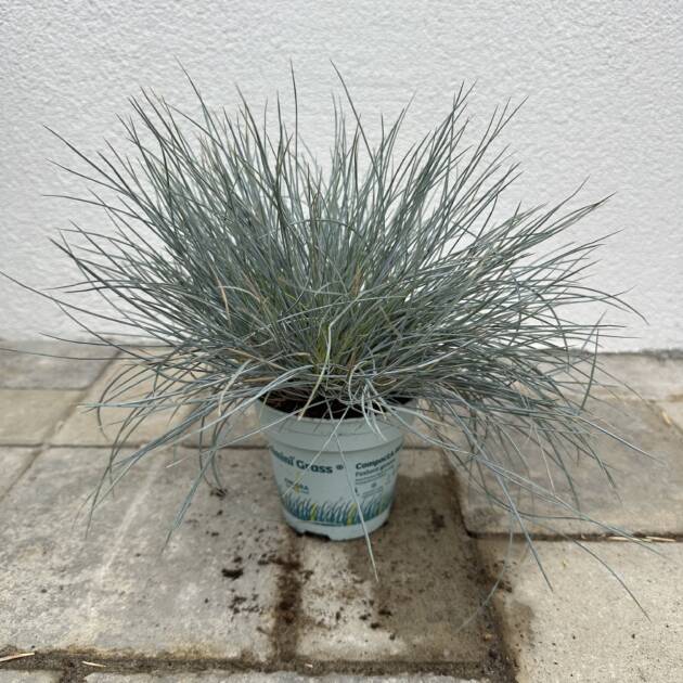 Deres csenkesz - Festuca glauca 'Compacta Blue'