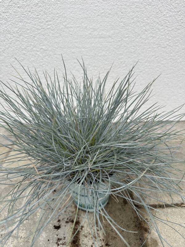 Deres csenkesz - Festuca glauca 'Compacta Blue' - Image 2