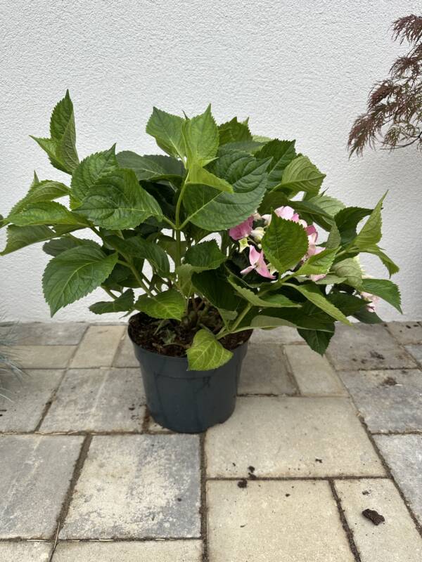 Kerti Hortenzia - Hortenzia macrophylla 'Early Rosa'