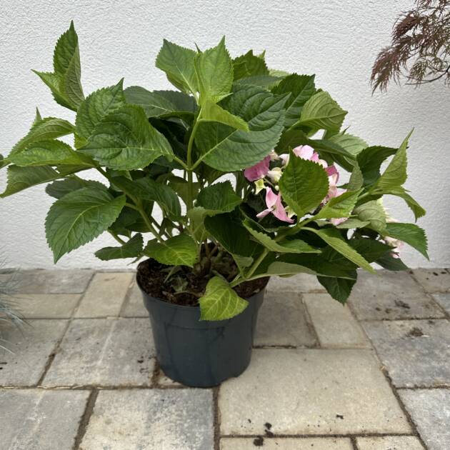 Kerti Hortenzia - Hortenzia macrophylla 'Early Rosa'