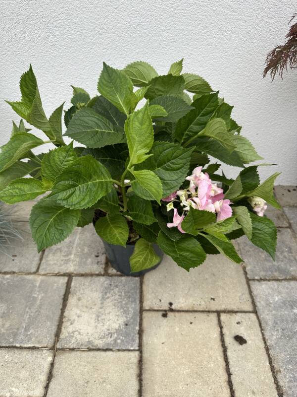 Kerti Hortenzia - Hortenzia macrophylla 'Early Rosa' - Image 2