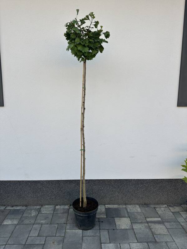 Törpe páfrányfenyő - Ginkgo biloba 'Mariken' - Image 2