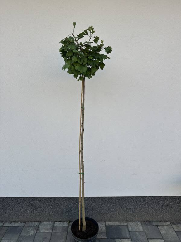 Törpe páfrányfenyő - Ginkgo biloba 'Mariken' - Image 3