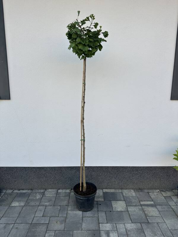 Törpe páfrányfenyő - Ginkgo biloba 'Mariken'