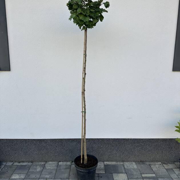Törpe páfrányfenyő - Ginkgo biloba 'Mariken'