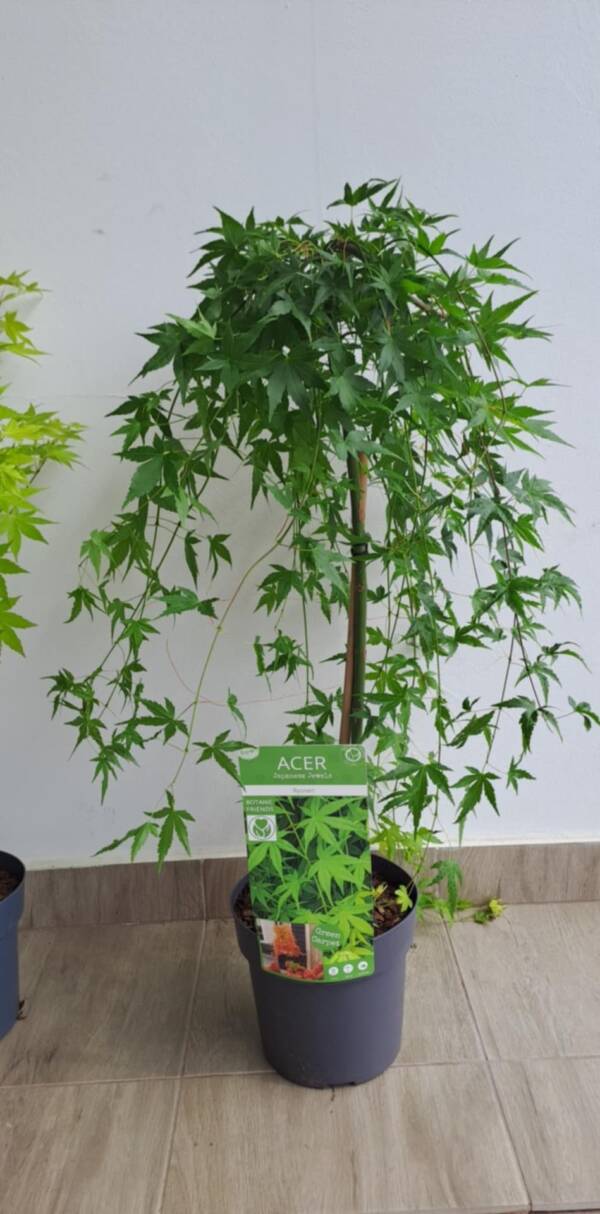 Acer palmatum 'Ryusen'
