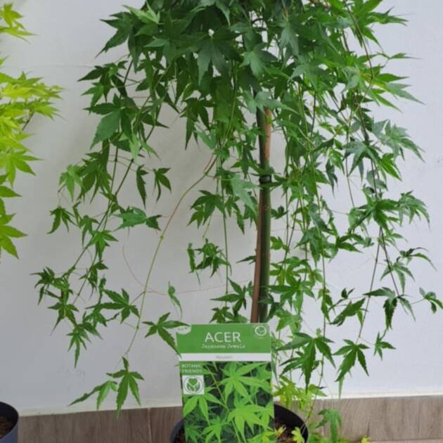 Acer palmatum 'Ryusen'