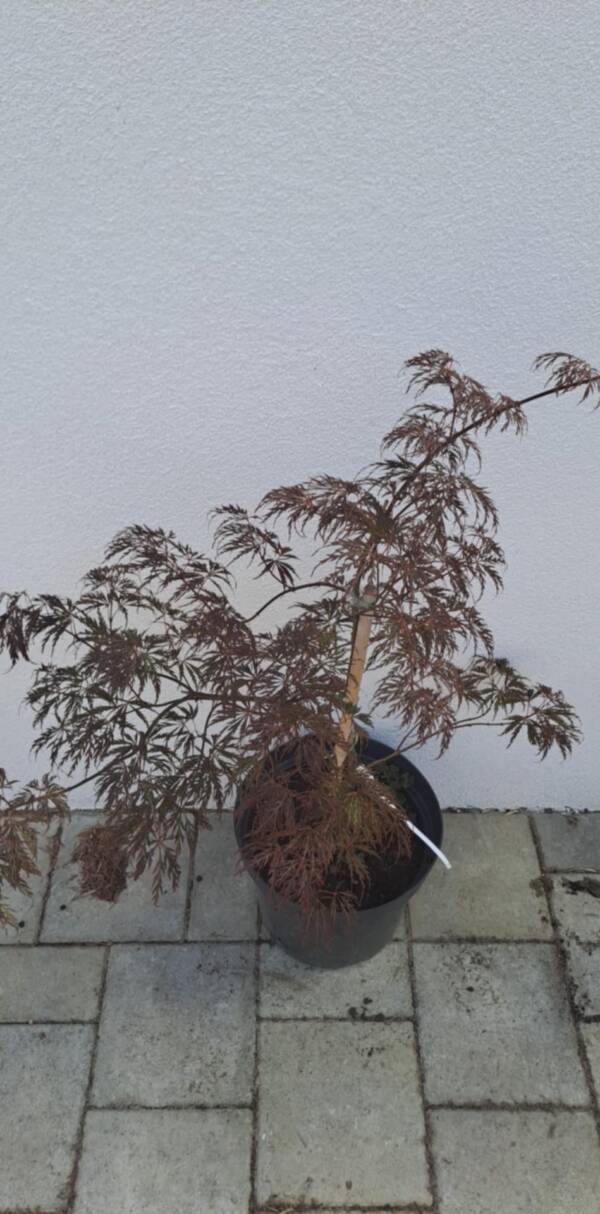 Acer palmatum 'Barrie Bergman'
