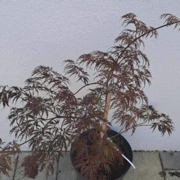 Acer palmatum 'Barrie Bergman'