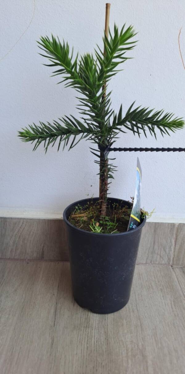 Chilei araukária - Araucaria araucana
