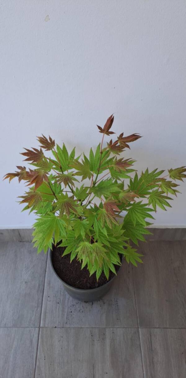 Acer shirasawanum 'Moonrise'