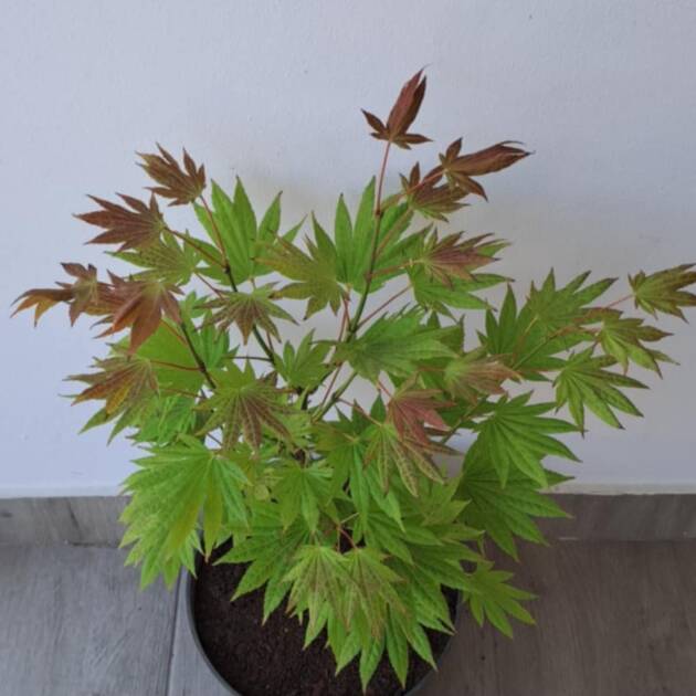 Acer shirasawanum 'Moonrise'