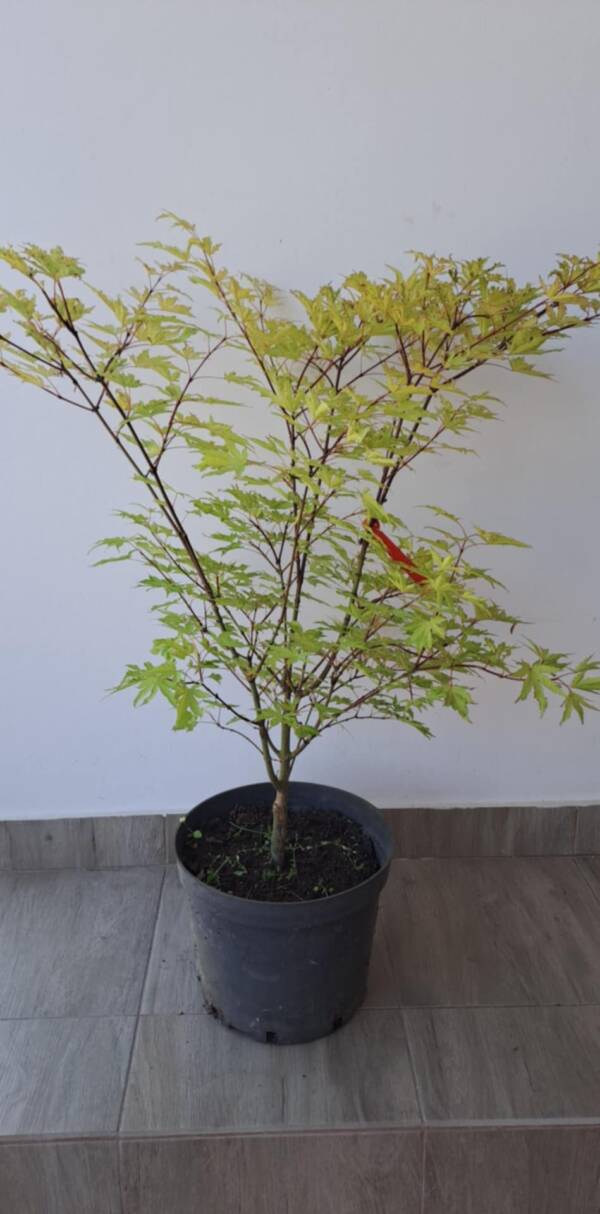 Acer palmatum 'Anna irene'