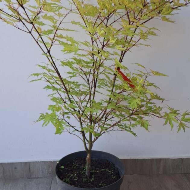 Acer palmatum 'Anna irene'