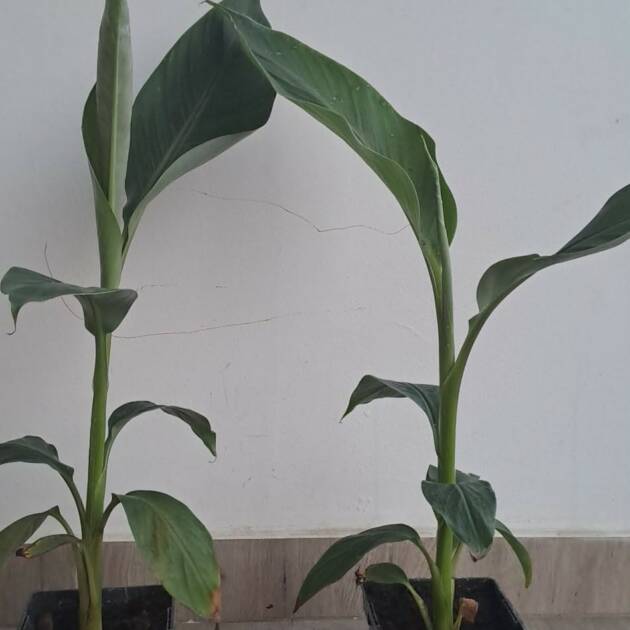 Fagytűrő banán - Musa sikkimensis 'Red tiger'