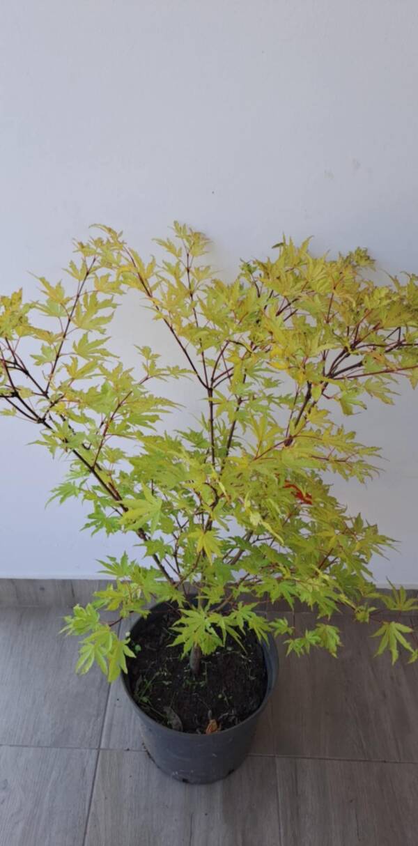 Acer palmatum 'Anna irene' - Image 2
